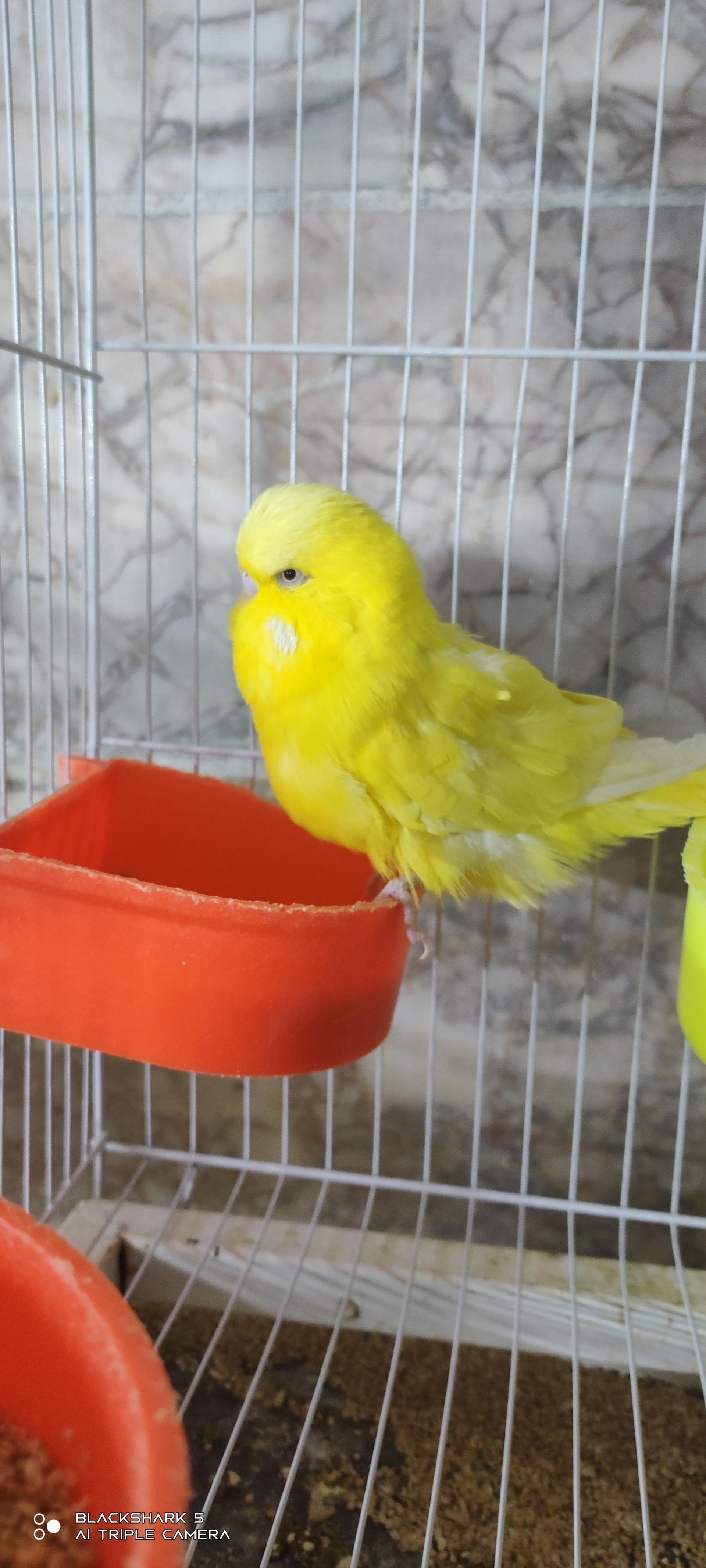 عکس سالن تکثیر و پرورش عروس هلندی مشهد