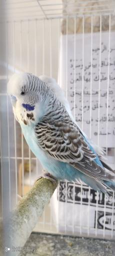 عکس سالن تکثیر و پرورش عروس هلندی مشهد