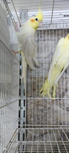 عکس سالن تکثیر و پرورش عروس هلندی مشهد