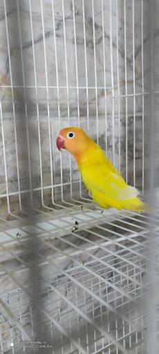 عکس سالن تکثیر و پرورش عروس هلندی مشهد