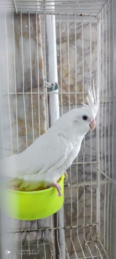 عکس سالن تکثیر و پرورش عروس هلندی مشهد