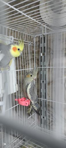 عکس سالن تکثیر و پرورش عروس هلندی مشهد