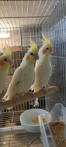 عکس سالن تکثیر و پرورش عروس هلندی مشهد