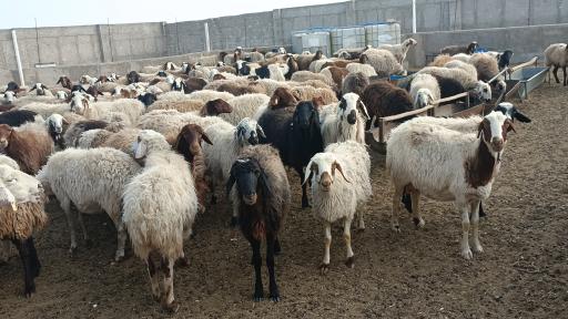 عکس دامداری صداقت 