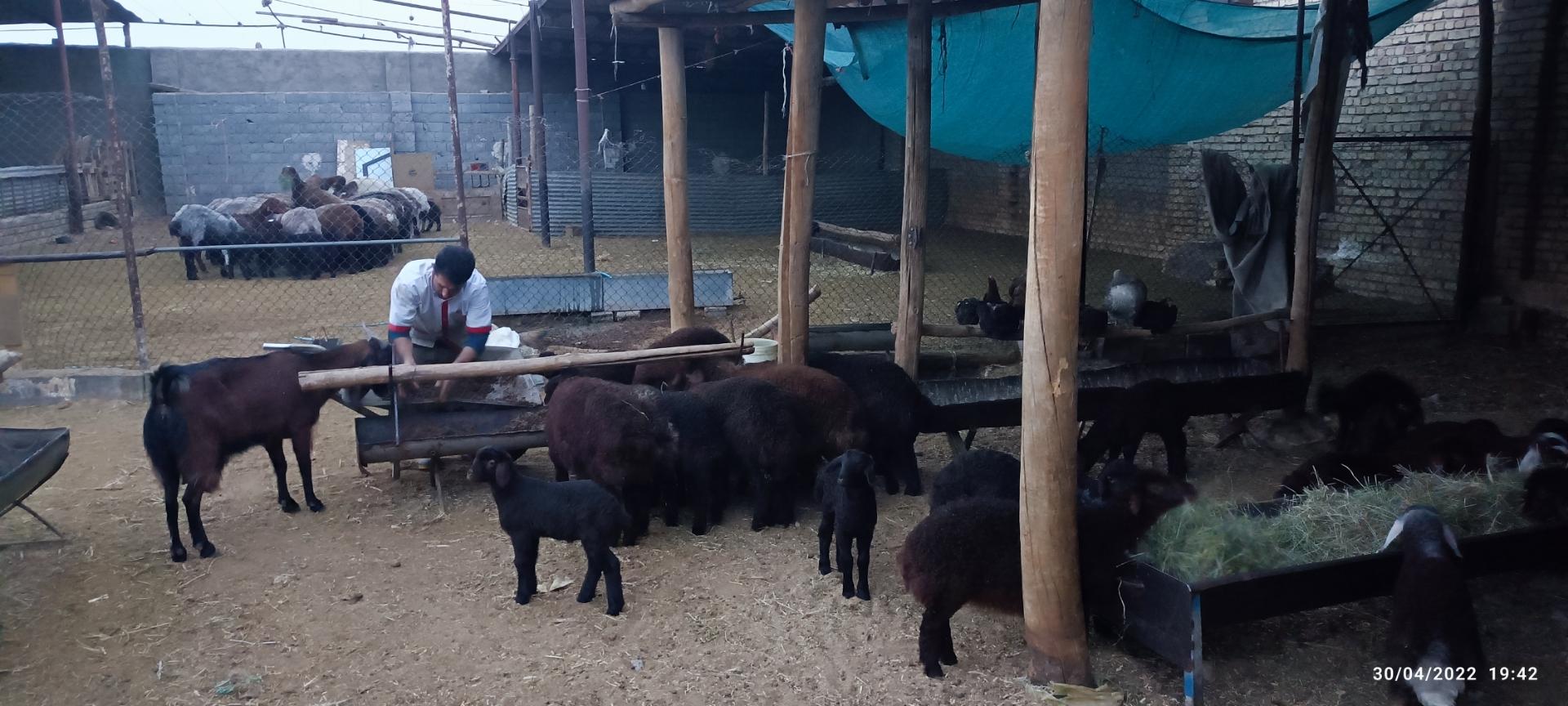 عکس دامداری صداقت 