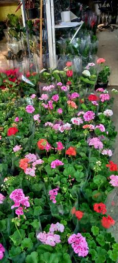 عکس بازار گل شهید محلاتی