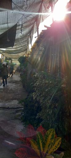 عکس بازار گل شهید محلاتی