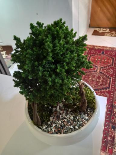 عکس بازار گل شهید محلاتی