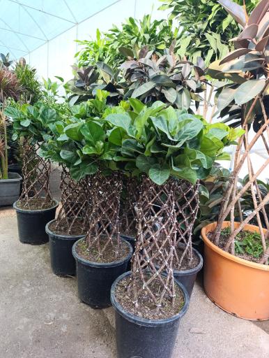 عکس بازار گل شهید محلاتی