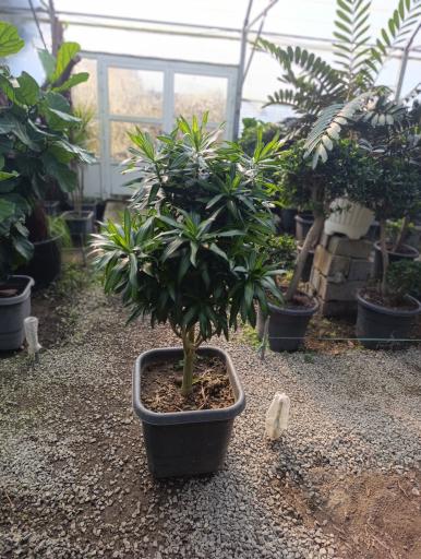 عکس بازار گل شهید محلاتی