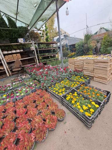 عکس بازار گل شهید محلاتی