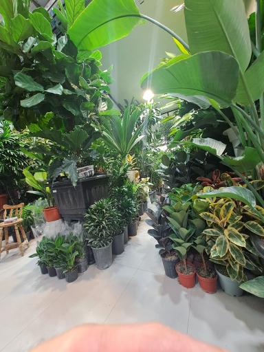 عکس بازار گل شهید محلاتی