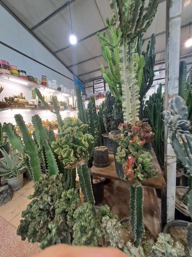 عکس بازار گل شهید محلاتی