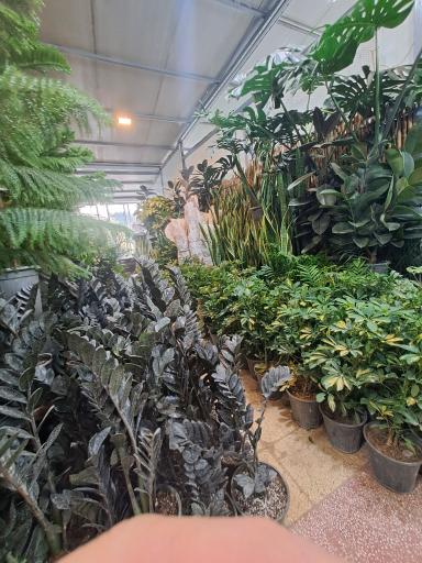 عکس بازار گل شهید محلاتی