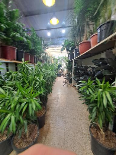 عکس بازار گل شهید محلاتی