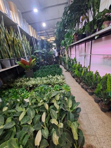 عکس بازار گل شهید محلاتی