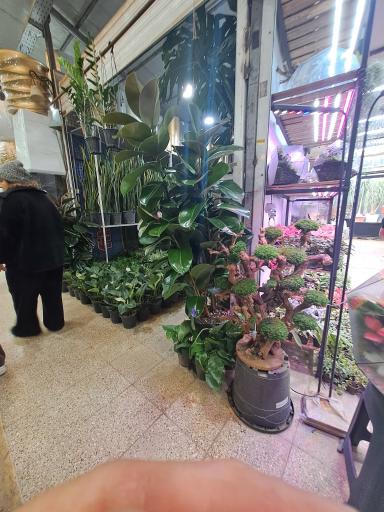 عکس بازار گل شهید محلاتی