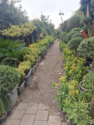 عکس بازار گل شهید محلاتی