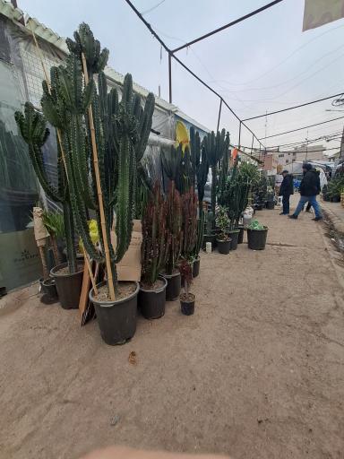 عکس بازار گل شهید محلاتی