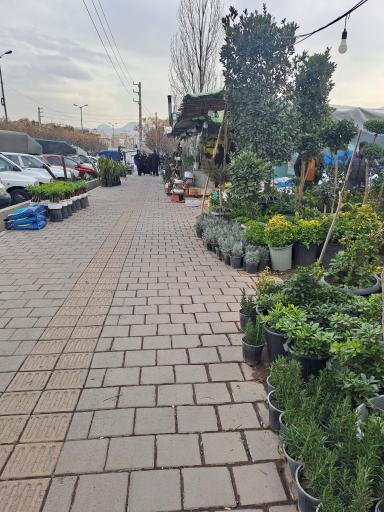 عکس بازار گل شهید محلاتی