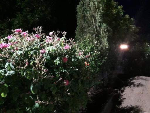 عکس مسجد الغدیر( رویینی های مقیم اسفراین)