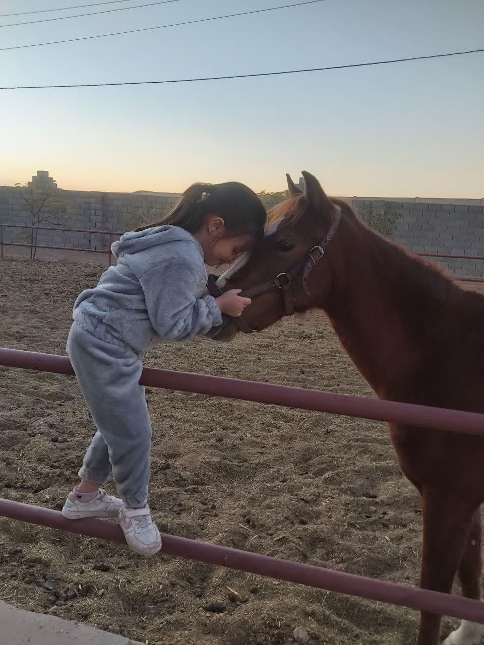 عکس باشگاه و آموزشگاه سوارکاری همراز