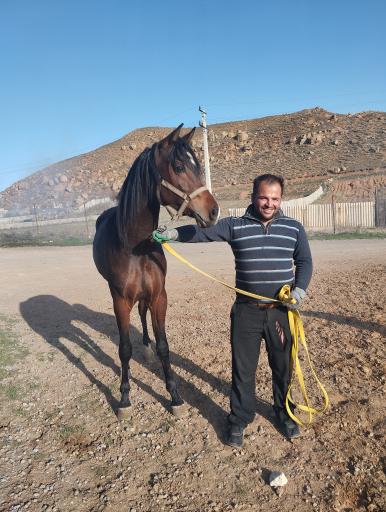 عکس مجتمع سوارکاری دکتر ابراهیمی 