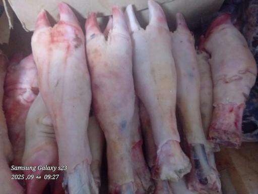 عکس پخش آلایشات گاوی و گوسفندی مهدی پور