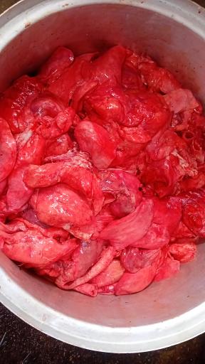 عکس پخش آلایشات گاوی و گوسفندی مهدی پور