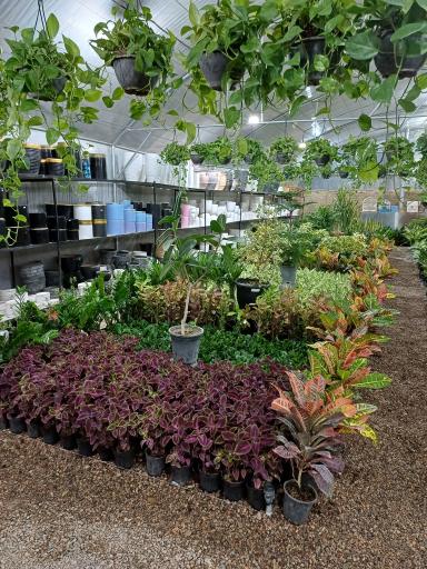 عکس گل و گیاه خوشنویس