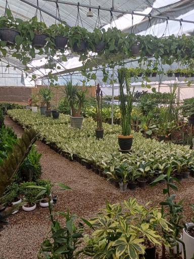 عکس گل و گیاه خوشنویس