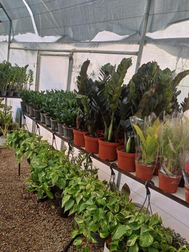 عکس گل و گیاه خوشنویس