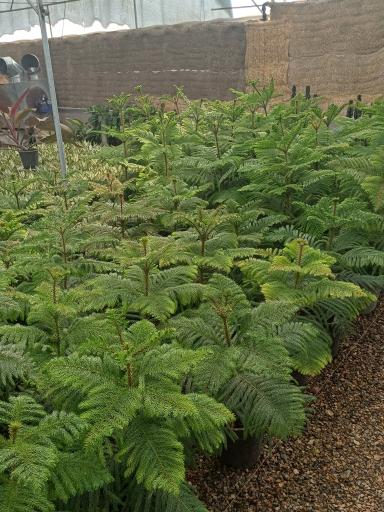 عکس گل و گیاه خوشنویس