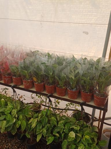 عکس گل و گیاه خوشنویس