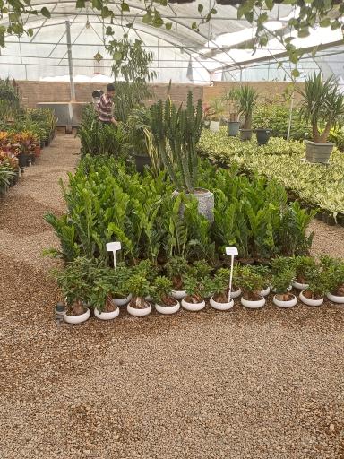 عکس گل و گیاه خوشنویس