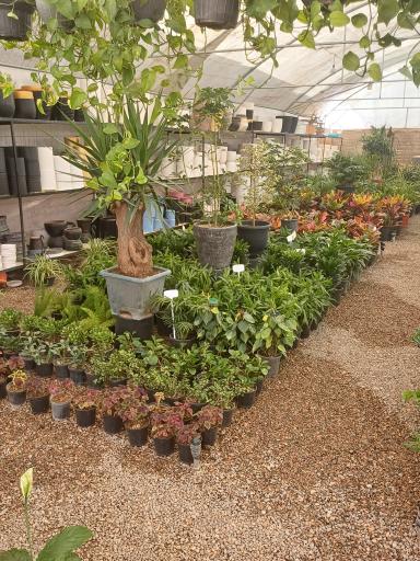 عکس گل و گیاه خوشنویس