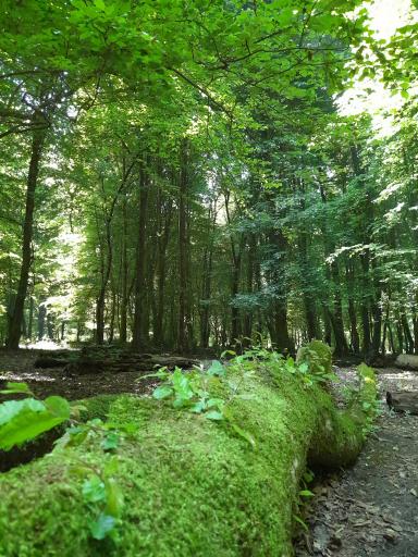 عکس دهکده توریستی برنجستانک سواد کوه