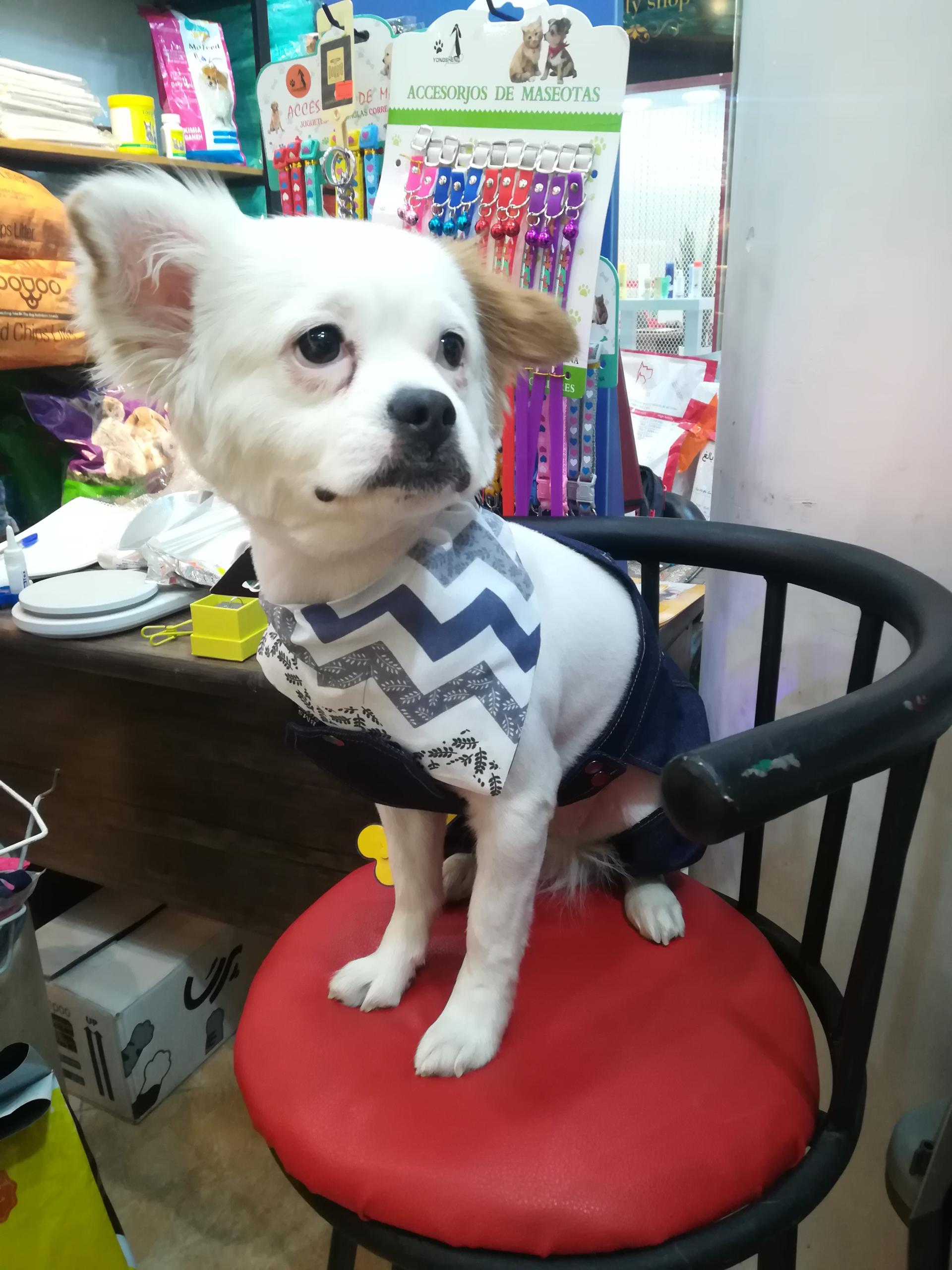 عکس پت شاپ پتیمار