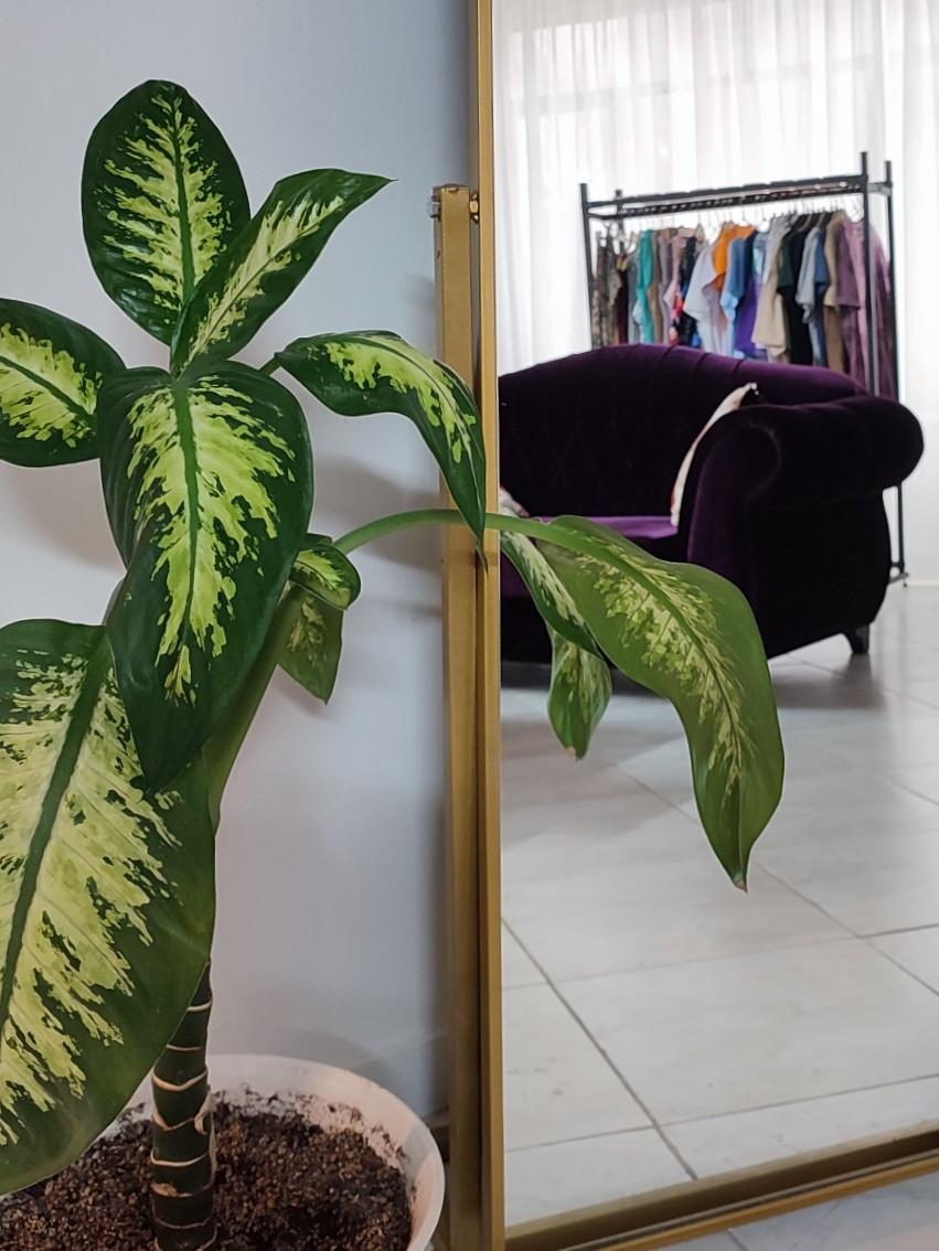 عکس مزون ناز