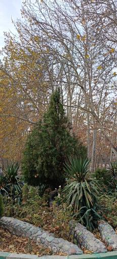 عکس پارک باغ چنار