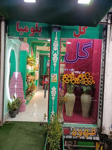 عکس گل بلومیا