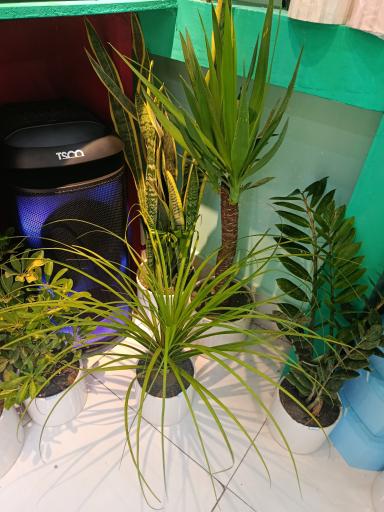 عکس گل بلومیا