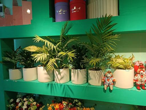 عکس گل بلومیا