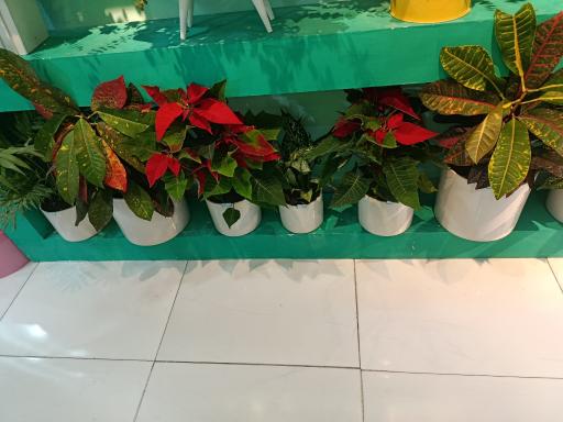 عکس گل بلومیا