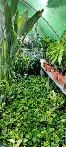 عکس کلبه گل ۲