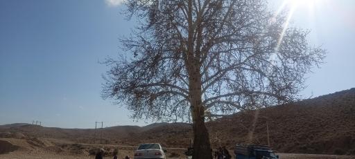 عکس چشمه چنارسوخته