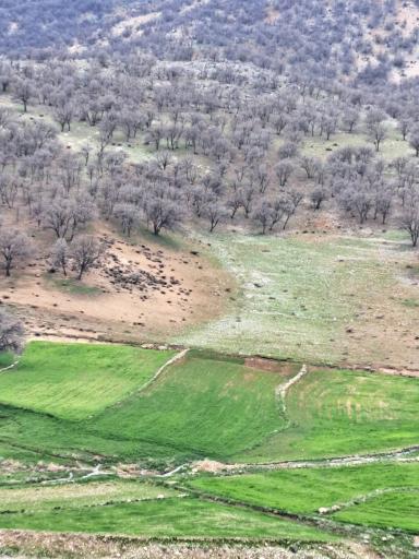 عکس مال خلیفه