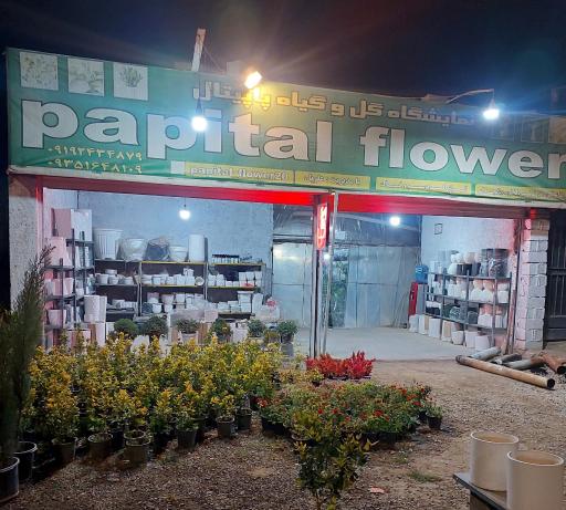 عکس گل و گیاه پاپیتال