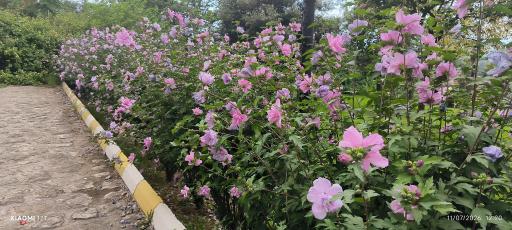 عکس ویلاهای نهاد ریاست جمهوری