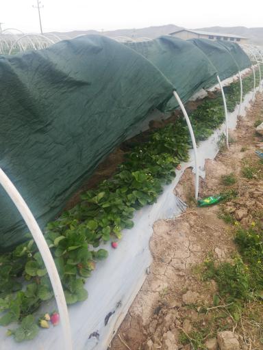 عکس مزرعه توت فرنگی 